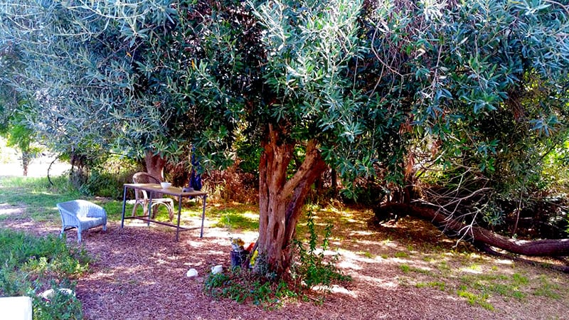 עץ זית - בית משק למכירה במושב בעמק חפר - חוה חן - תיווך נדלן - הבתים של חוה
